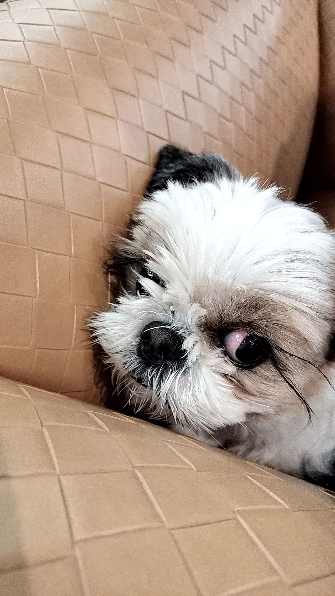 保護犬 ホッペ