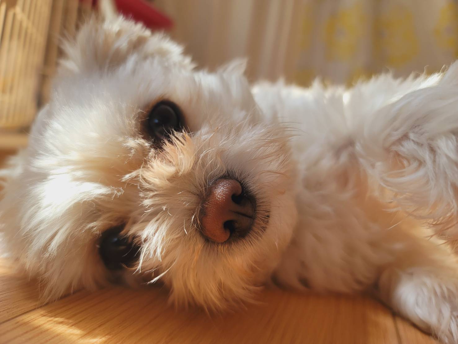 モン