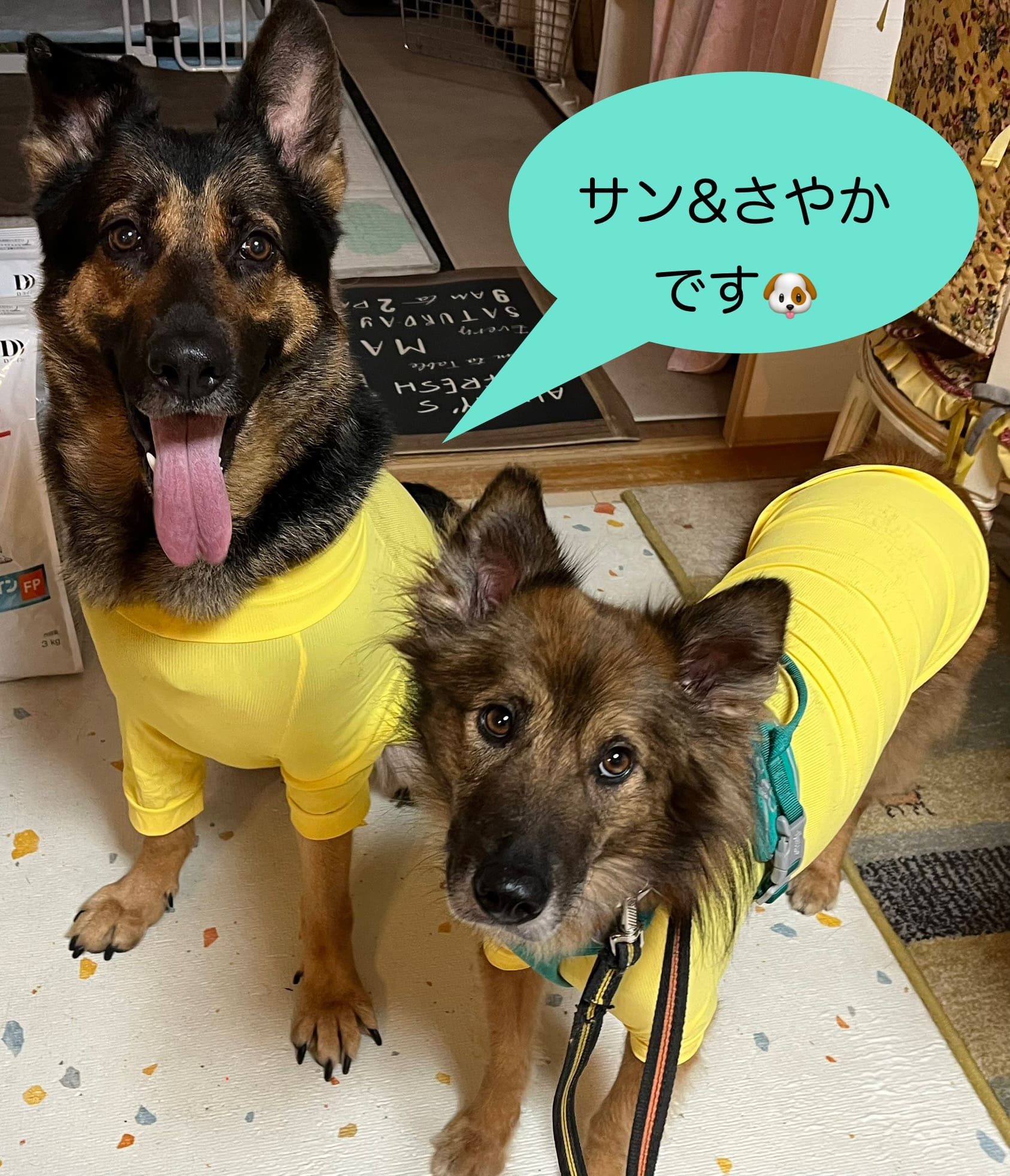 サンとさやか