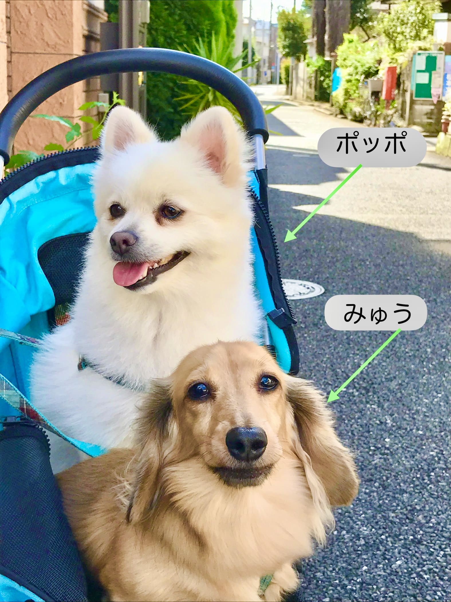 ポッポ みゅう