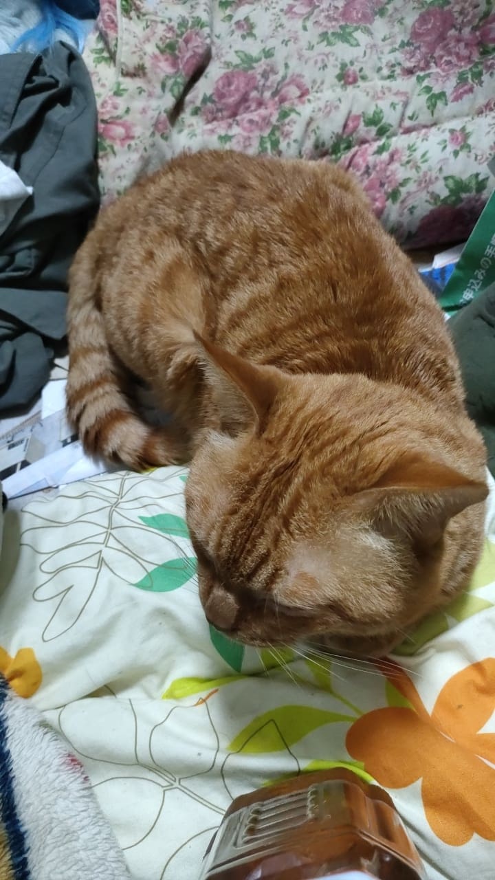 とらちゃん