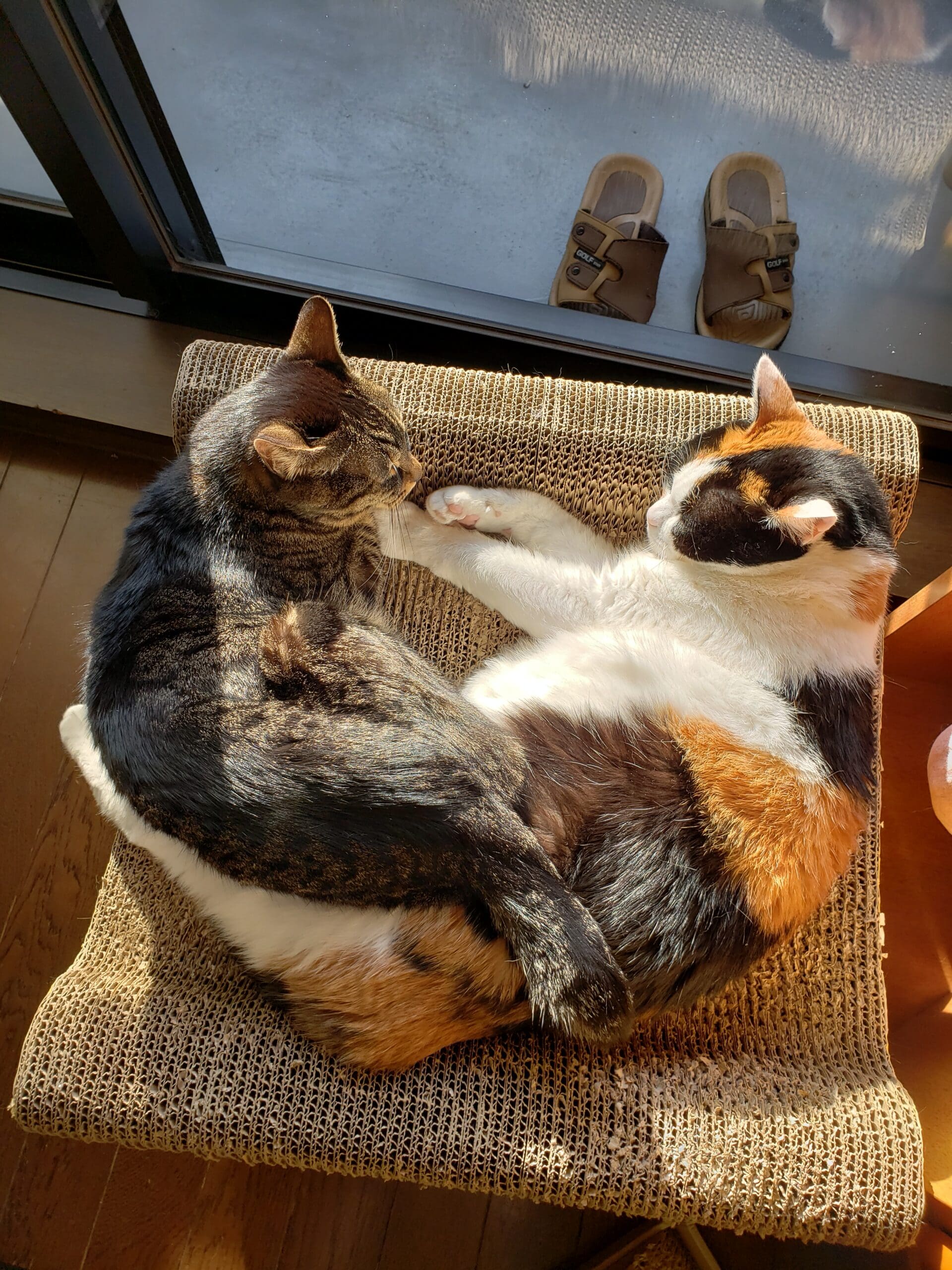 モモとハナ