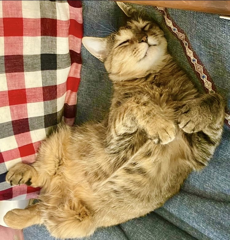 イオちゃん