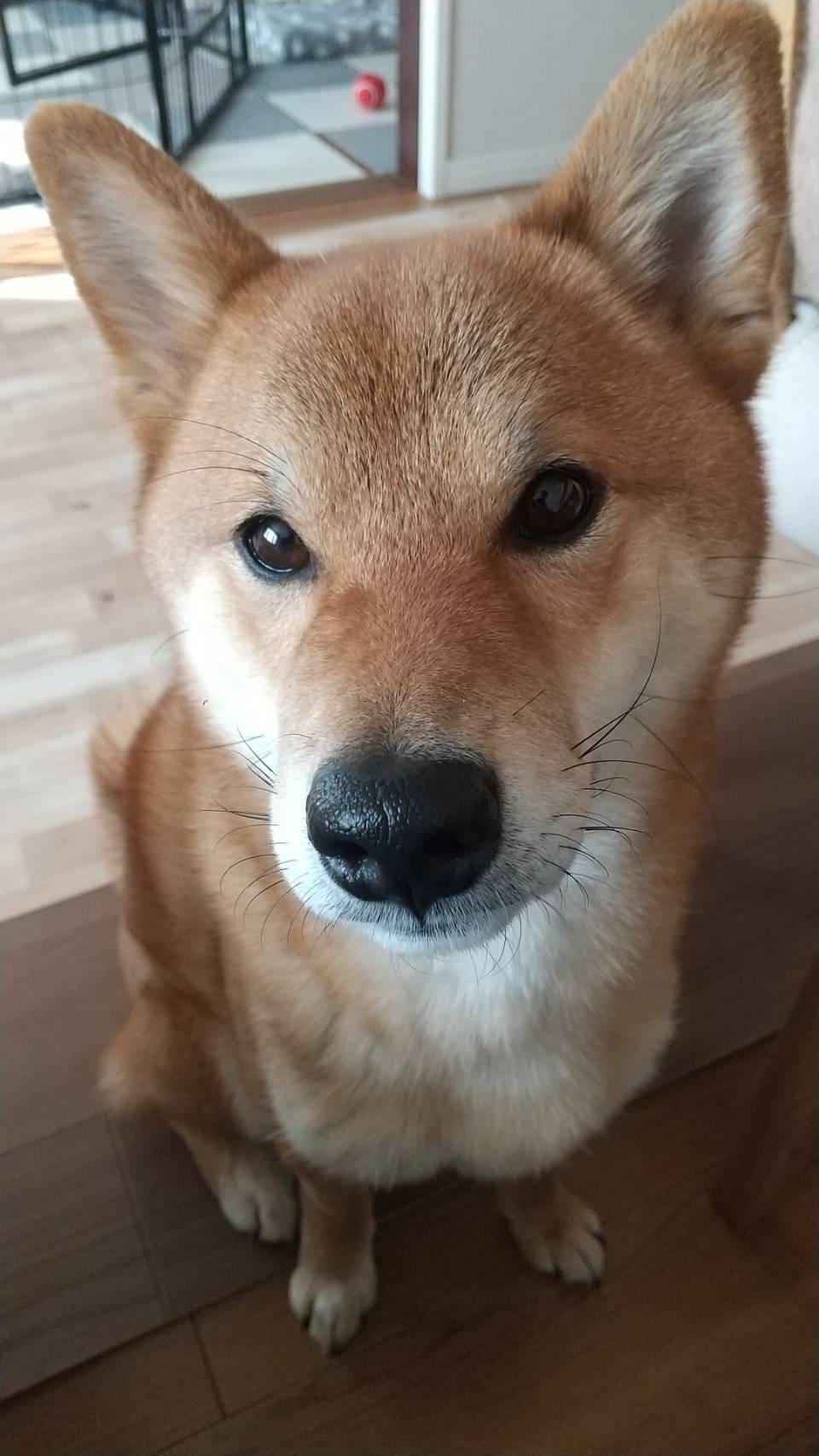 せん