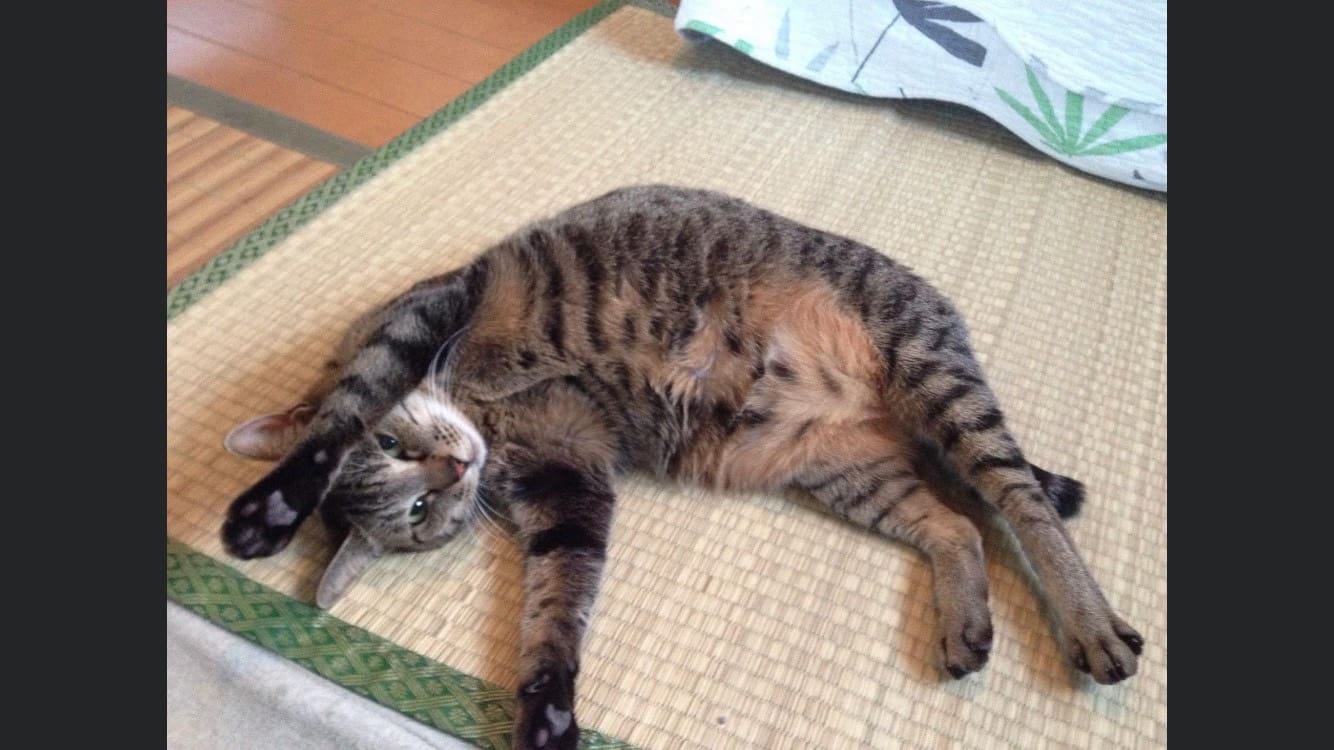 みかん